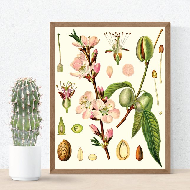 Poster Fleurs d'amande germanique (Créateur téléchargé)
