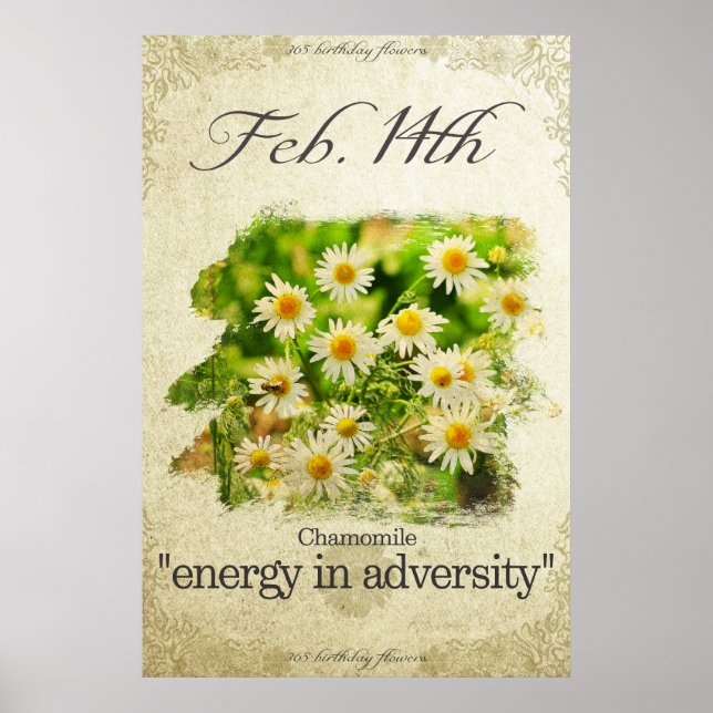 Poster Fleurs d'anniversaire le 14 février "Chamomile" (Devant)