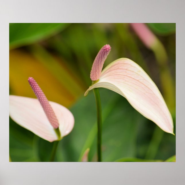 Poster Fleurs d'anthurium (Devant)