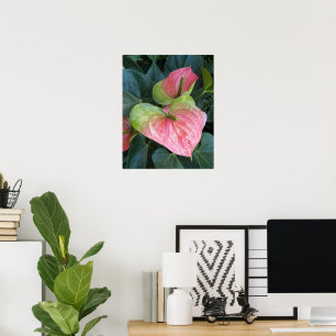 Poster Fleurs d'anthurium roses Photographie florale