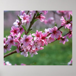 Poster Fleurs d'Apple