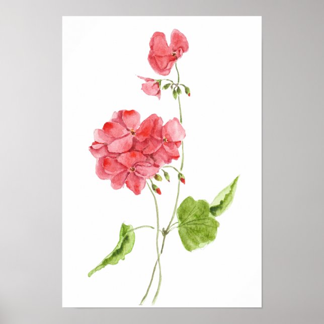 Poster fleurs d'aquarelle de géranium rouge  (Devant)