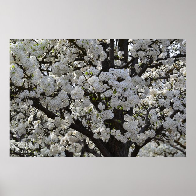 Poster Fleurs d'arbre à fleurs blanches (Devant)