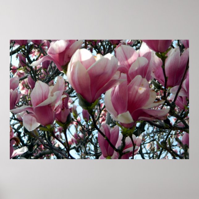 Poster Fleurs d'arbre de tulipe rose (Devant)