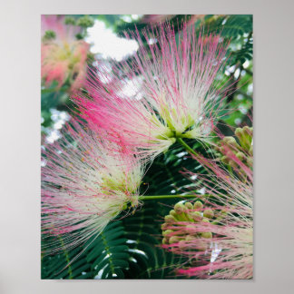 Poster Fleurs d'arbre mimosa