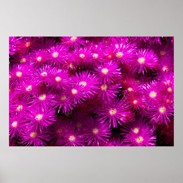 Poster Fleurs d'aster rose (Devant)