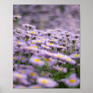 Poster Fleurs d'aster violet