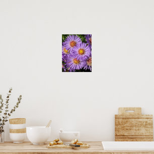 Poster Fleurs d'aster violettes Floral