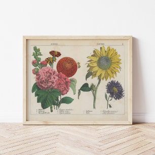 Poster Fleurs d'automne   Charlotte Mary Yonge