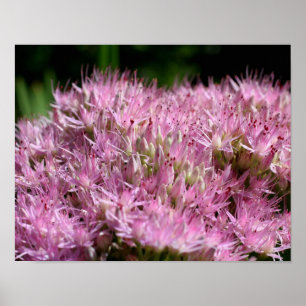 Poster Fleurs d'automne roses de Sérédum