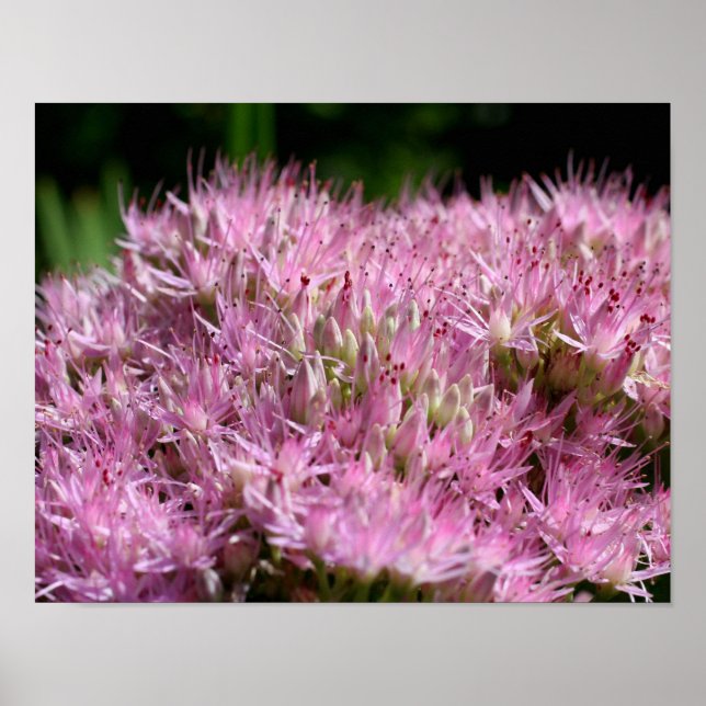 Poster Fleurs d'automne roses de Sérédum (Devant)