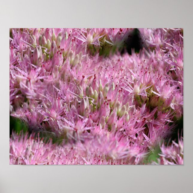 Poster Fleurs d'automne roses Sédin Multipliées (Devant)