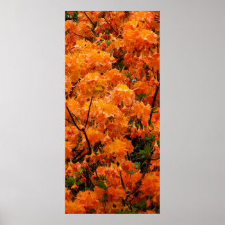 Poster Fleurs d'Azalée Flamboyante