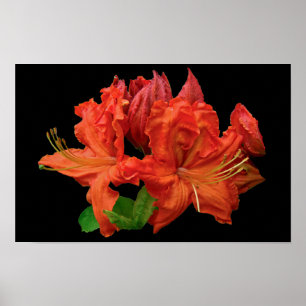 Poster Fleurs d'Azalée Orange