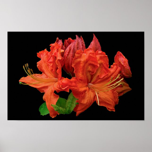 Poster Fleurs d'Azalée Orange (Devant)