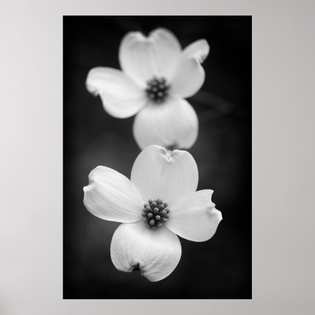 Poster Fleurs de bois de chien en noir et blanc (Devant)
