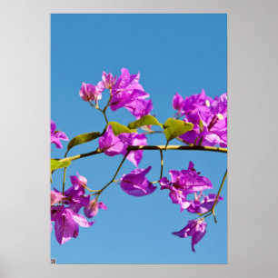 Poster Fleurs de Bougainvilliers