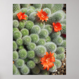 Poster Fleurs de cactus