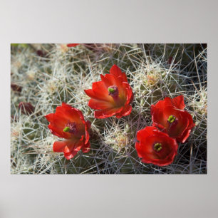 Poster Fleurs de cactus