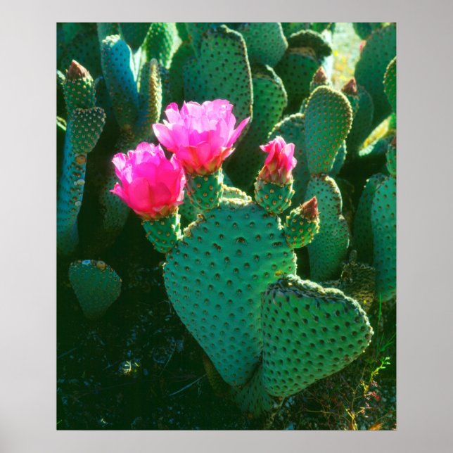 Poster Fleurs de Cactus Beavertail (Devant)