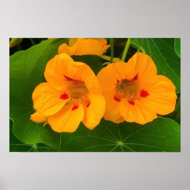 Poster Fleurs de Capucine (Devant)