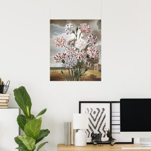 Poster Fleurs de Carnation Panachées Vintage avec Ciel Gr
