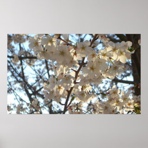 Poster Fleurs de cerises du soir I Printemps Floral
