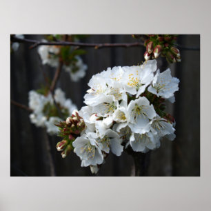 Poster Fleurs de cerisier