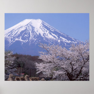 Poster Fleurs de cerisier et mont Fuji