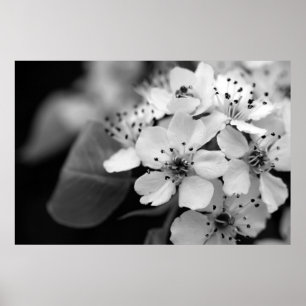 Poster Fleurs de cerisier noires et blanches