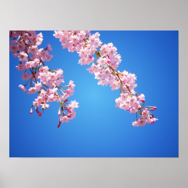 Poster Fleurs De Cerisier Rose Contre Un Ciel Bleu, Moyen (Devant)