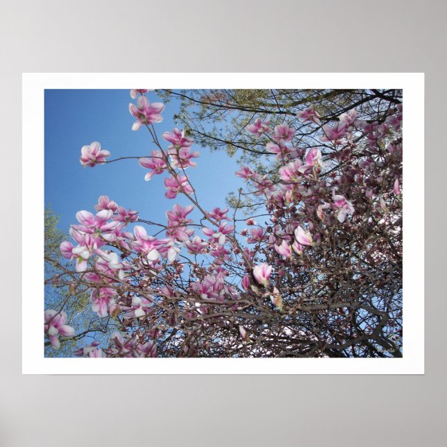 Poster Fleurs de cerisiers (Devant)