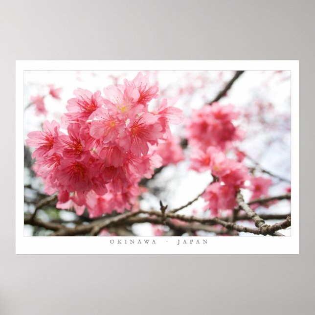Poster Fleurs de cerisiers (Devant)