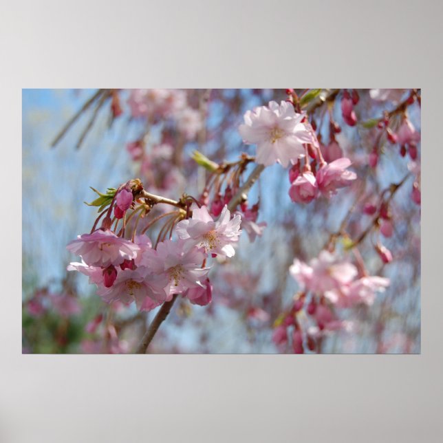 Poster Fleurs de cerisiers (Devant)