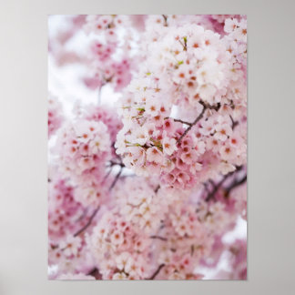 Poster Fleurs de cerisiers