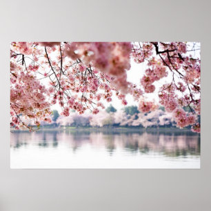 Poster Fleurs de cerisiers