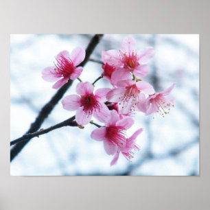 Poster Fleurs de cerisiers - A