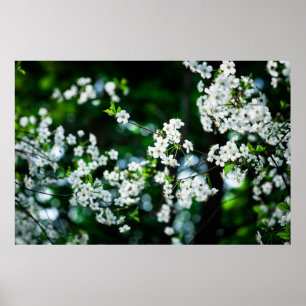 Poster Fleurs de cerisiers blancs Feuilles verts