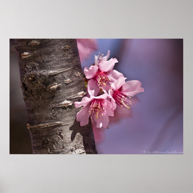 Poster Fleurs de cerisiers blotties contre l'affiche de l (Devant)
