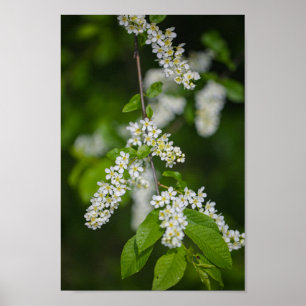 Poster Fleurs de cerisiers d'oiseaux Vert Blanc Blanc Ver