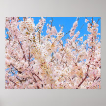 Fleurs de cerisiers en pleine floraison