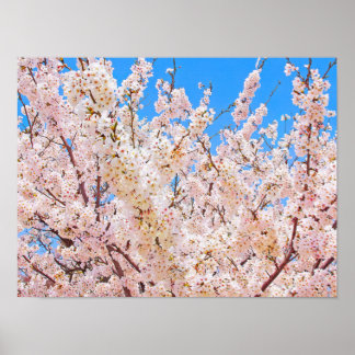 Poster Fleurs de cerisiers en pleine floraison