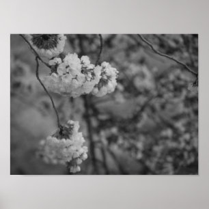Poster Fleurs de cerisiers Imprimer noir et blanc