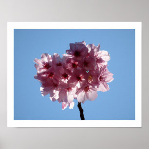 Poster Fleurs de cerisiers : Japon