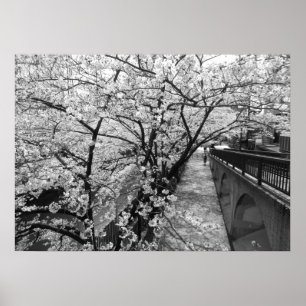 Poster Fleurs de cerisiers : Meguro, Tokyo (noir/blanc)