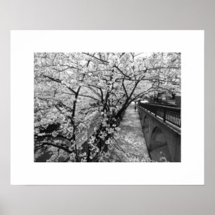 Poster Fleurs de cerisiers : Meguro, Tokyo (noir/blanc)