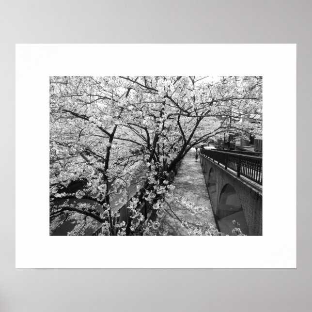 Poster Fleurs de cerisiers : Meguro, Tokyo (noir/blanc) (Devant)