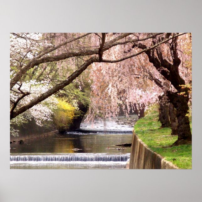 Poster Fleurs de cerisiers par le ruisseau Mill (Devant)