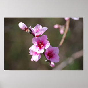 Poster Fleurs de cerisiers roses