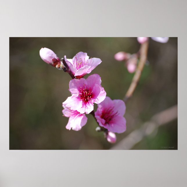 Poster Fleurs de cerisiers roses (Devant)
